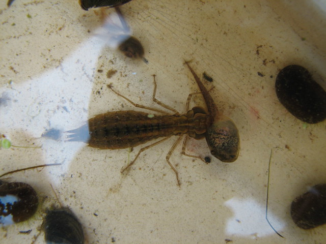 Dragonfly Larvae Eating Tadpole