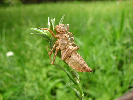 Dragonfly Larvae Eating Tadpole