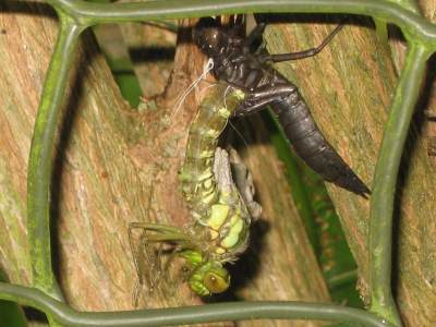 Dragonfly Larvae Eating Tadpole