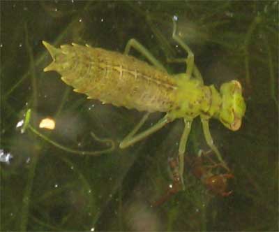 Dragonfly Larvae Eating Tadpole