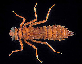 Dragonfly Larvae Eating Tadpole