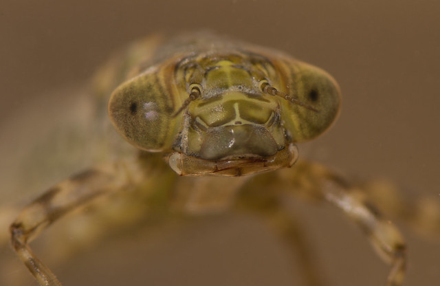 Dragonfly Larvae Eating Tadpole