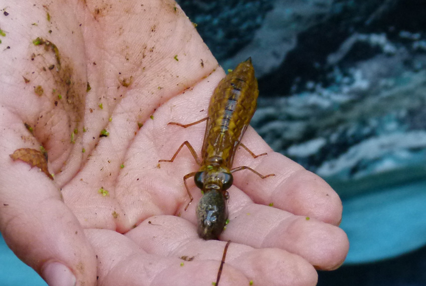 Dragonfly Larvae Eating Tadpole