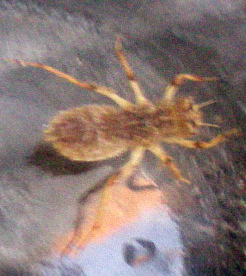 Dragonfly Larvae Eating Tadpole