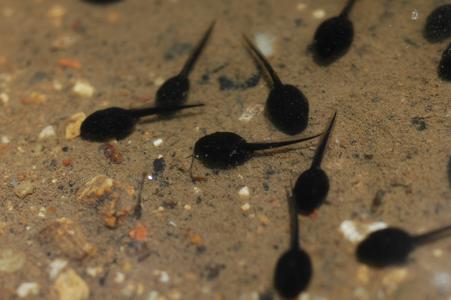 Dragonfly Larvae Eating Tadpole