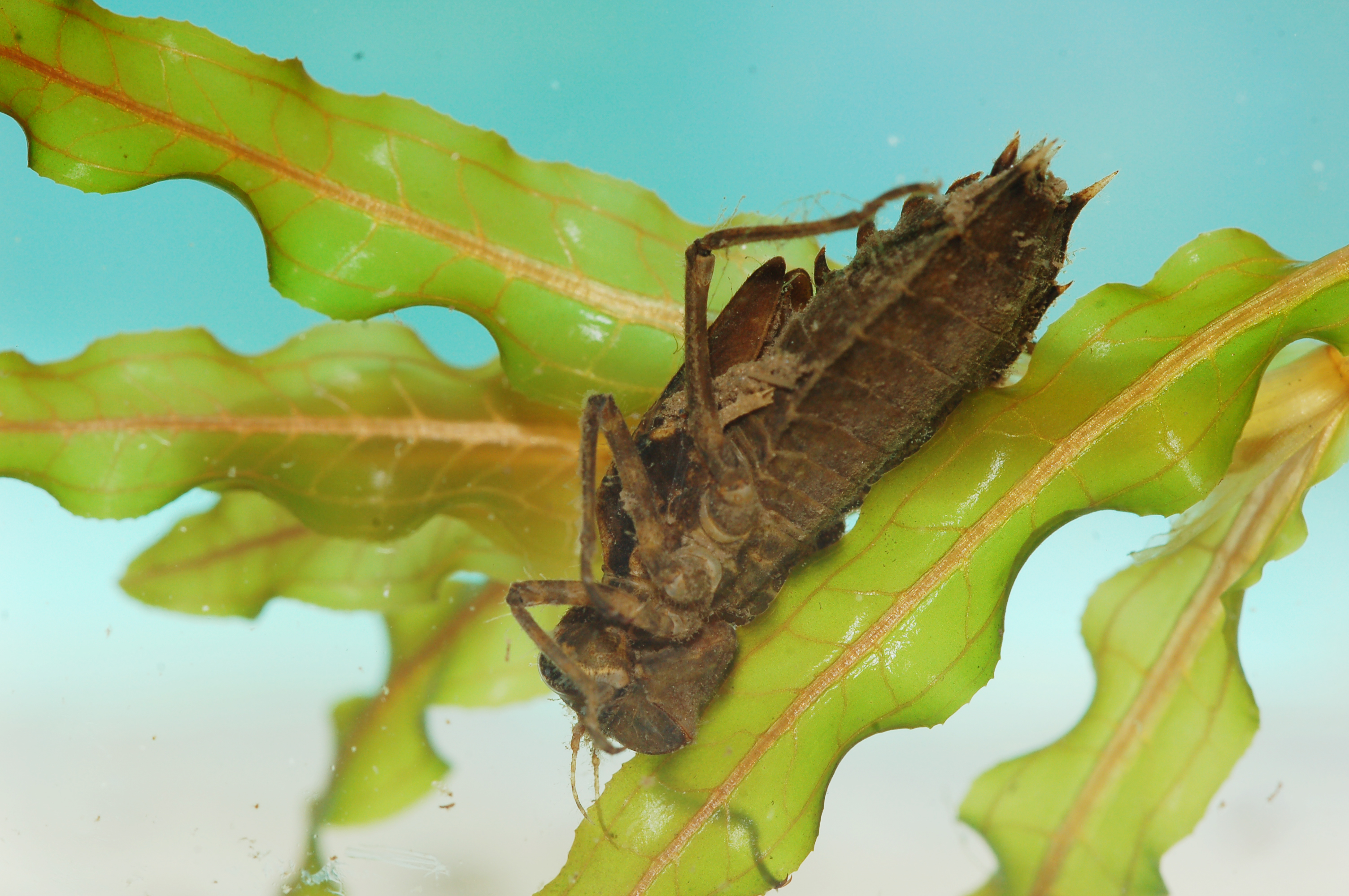 Dragonfly Larvae Emerging