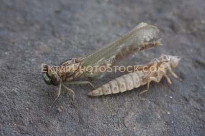 Dragonfly Larvae Emerging