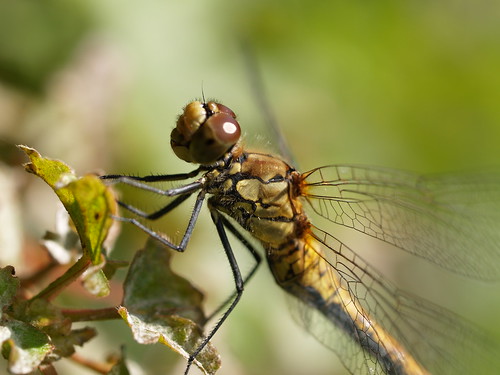 Dragonfly Larvae For Sale