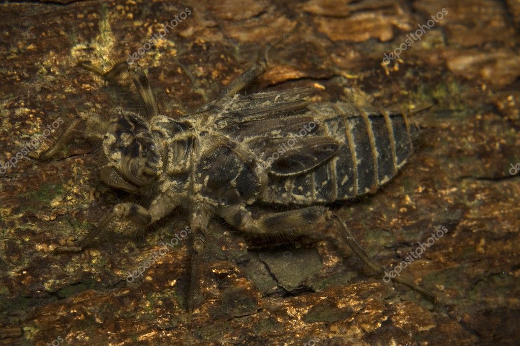 Dragonfly Larvae For Sale