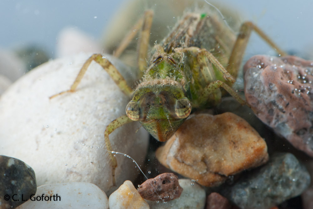 Dragonfly Larvae For Sale