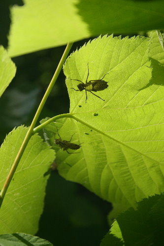 Dragonfly Larvae For Sale