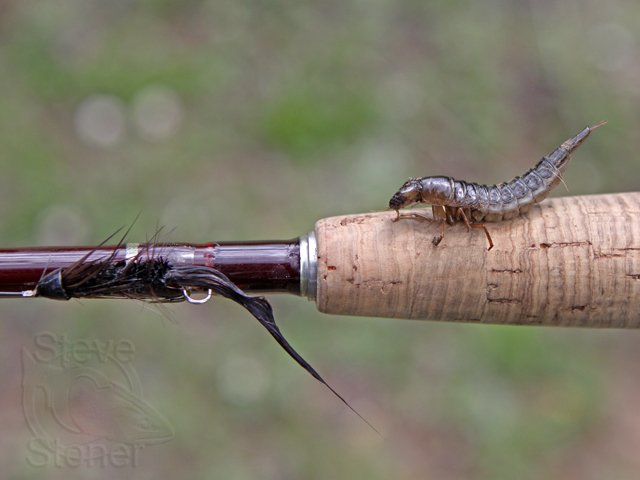 Dragonfly Larvae For Sale