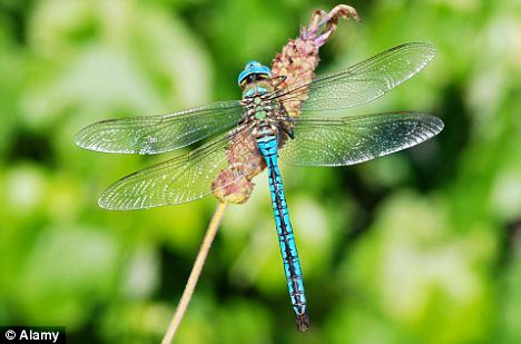 Dragonfly Larvae For Sale