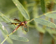 Dragonfly Larvae For Sale