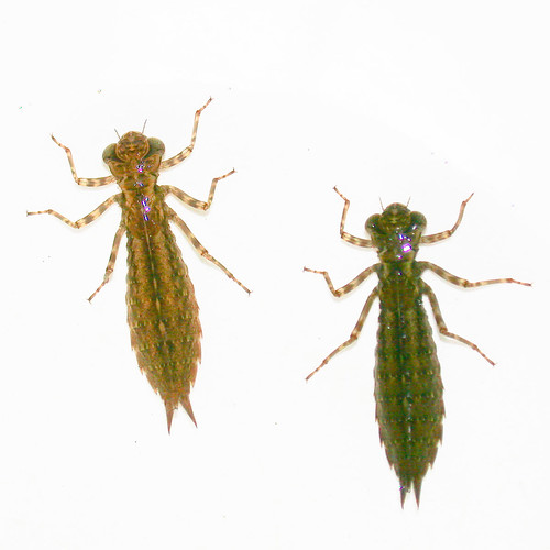 Dragonfly Larvae In My Fish Tank