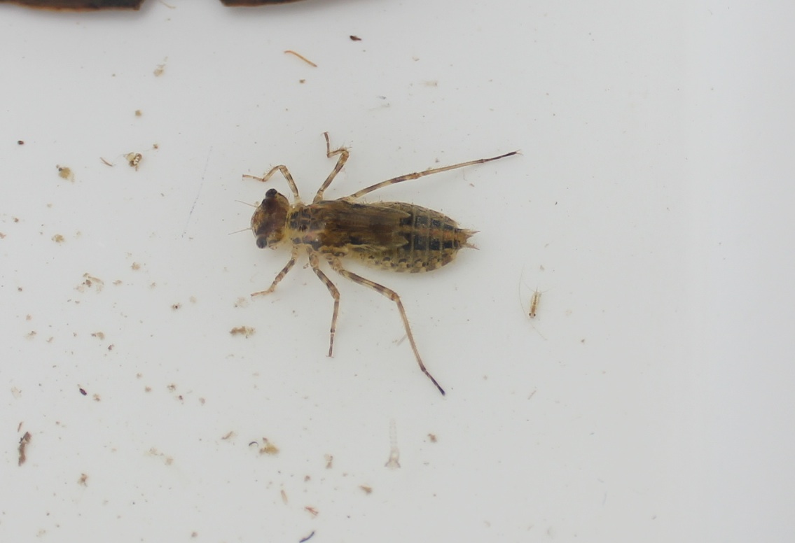 Dragonfly Larvae In My Fish Tank