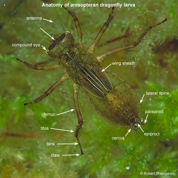 Dragonfly Larvae In My Fish Tank