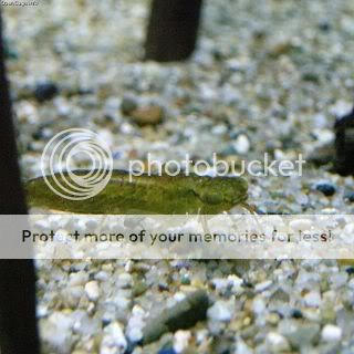 Dragonfly Larvae In My Fish Tank