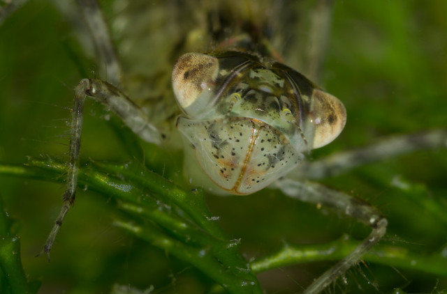 Dragonfly Larvae In My Fish Tank