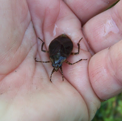 Dragonfly Larvae Jaw