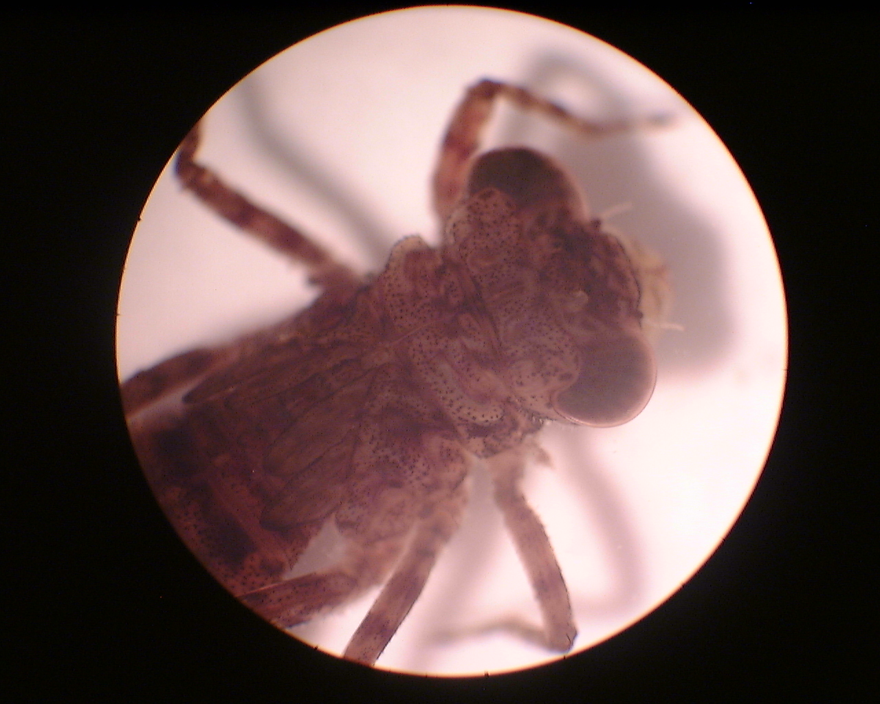 Dragonfly Larvae Jaw