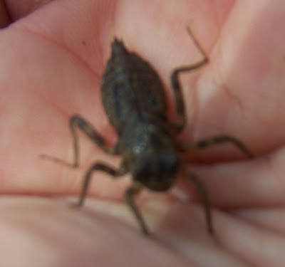 Dragonfly Larvae Jaw