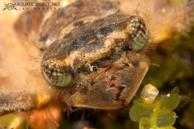 Dragonfly Larvae Jaw