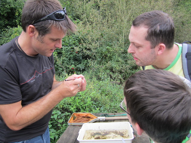 Dragonfly Larvae Jaw