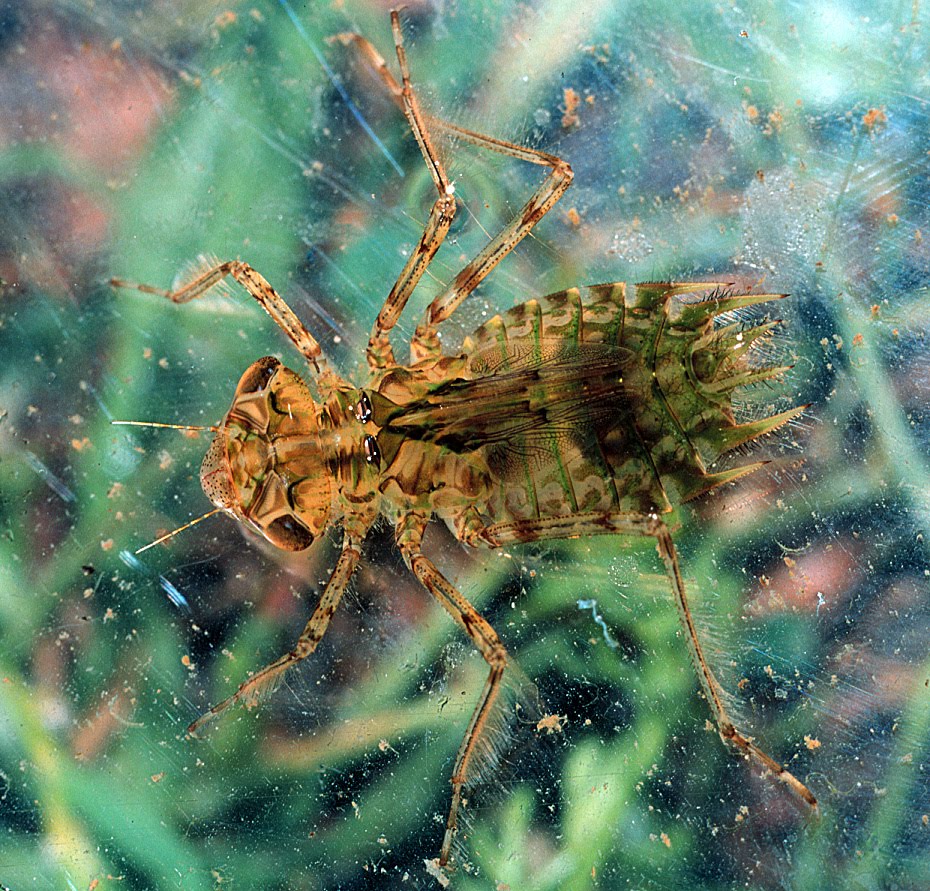 Dragonfly Larvae Mouth