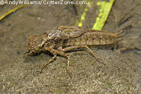 Dragonfly Larvae Mouth