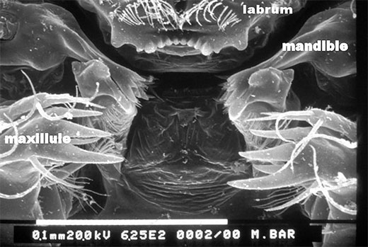 Dragonfly Larvae Mouth