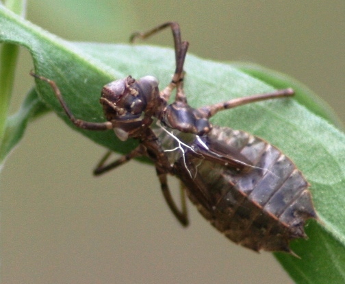 Dragonfly Larvae Mouth