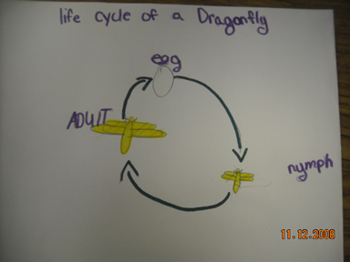 Dragonfly Life Cycle