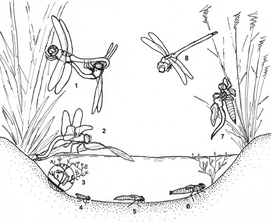 Dragonfly Life Cycle