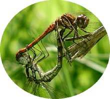 Dragonfly Life Cycle