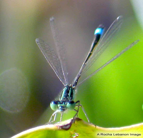 Dragonfly Life Cycle