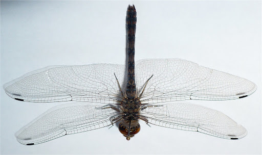 Dragonfly Life Cycle Diagram