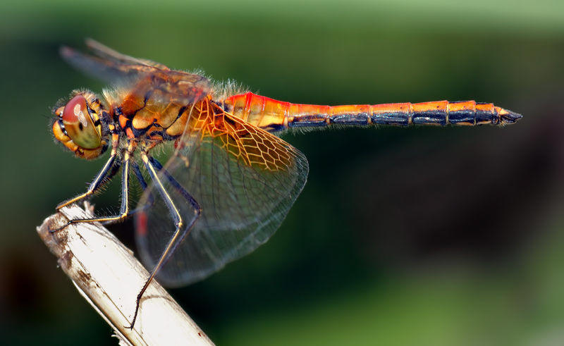 Dragonfly Life Cycle Diagram