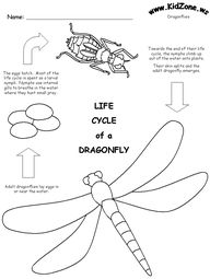 Dragonfly Life Cycle For Kids