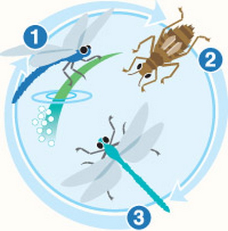 Dragonfly Life Cycle Pictures