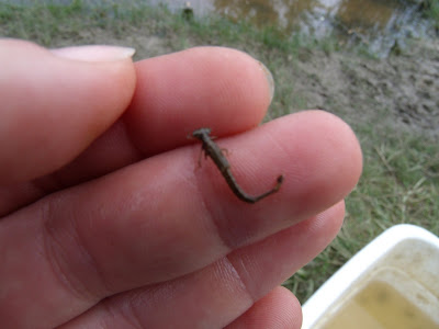 Dragonfly Life Cycle Pictures