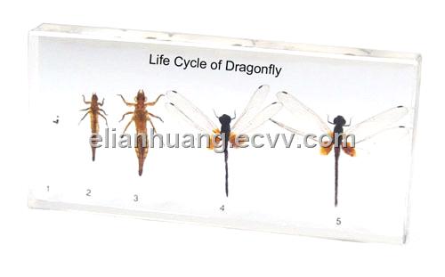 Dragonfly Life Cycle Pictures