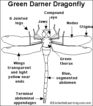 Dragonfly Life Cycle Pictures