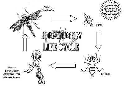 Dragonfly Life Cycle Stages