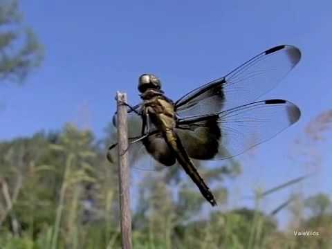 Dragonfly Life Cycle Video