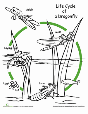 Dragonfly Life Cycle Video