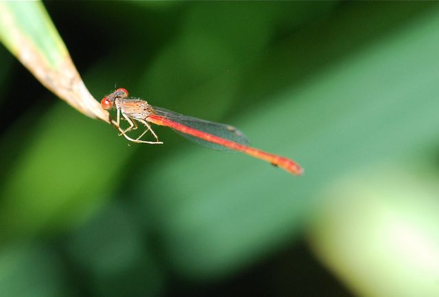 Dragonfly Life Cycle Video