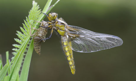 Dragonfly Life Cycle Video