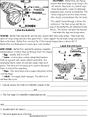 Dragonfly Life Cycle Worksheet