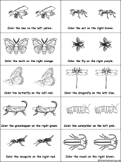 Dragonfly Life Cycle Worksheet